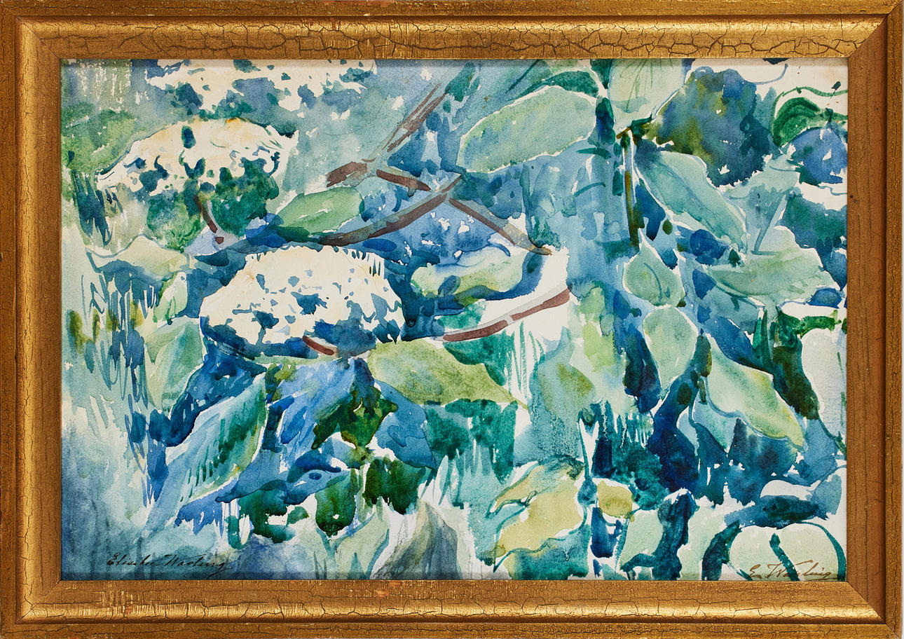 ELISABETH WARLING. Flowering elderberry.