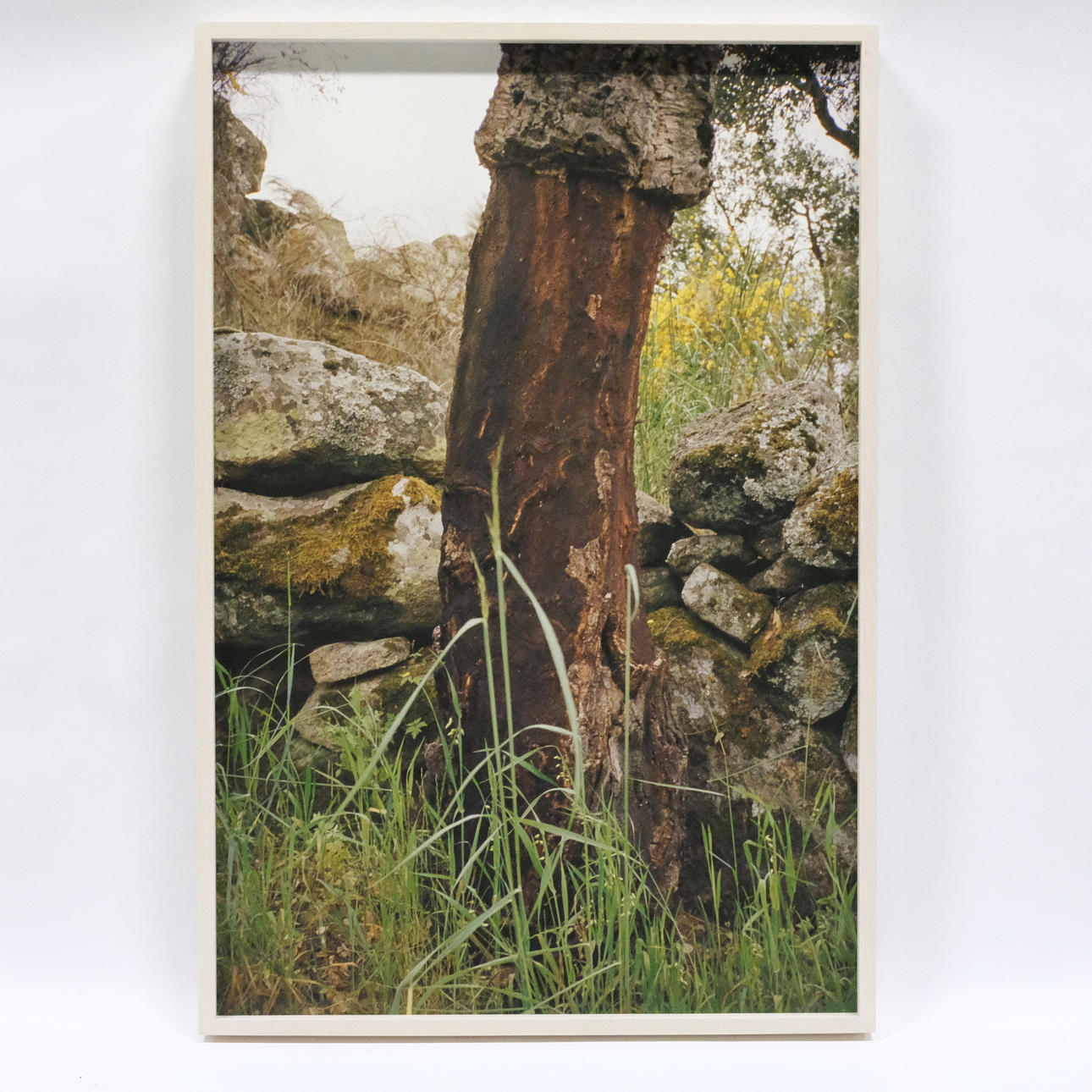 SUSANNA JABLONSKI. INKJET PRINT, "CORK TREE".