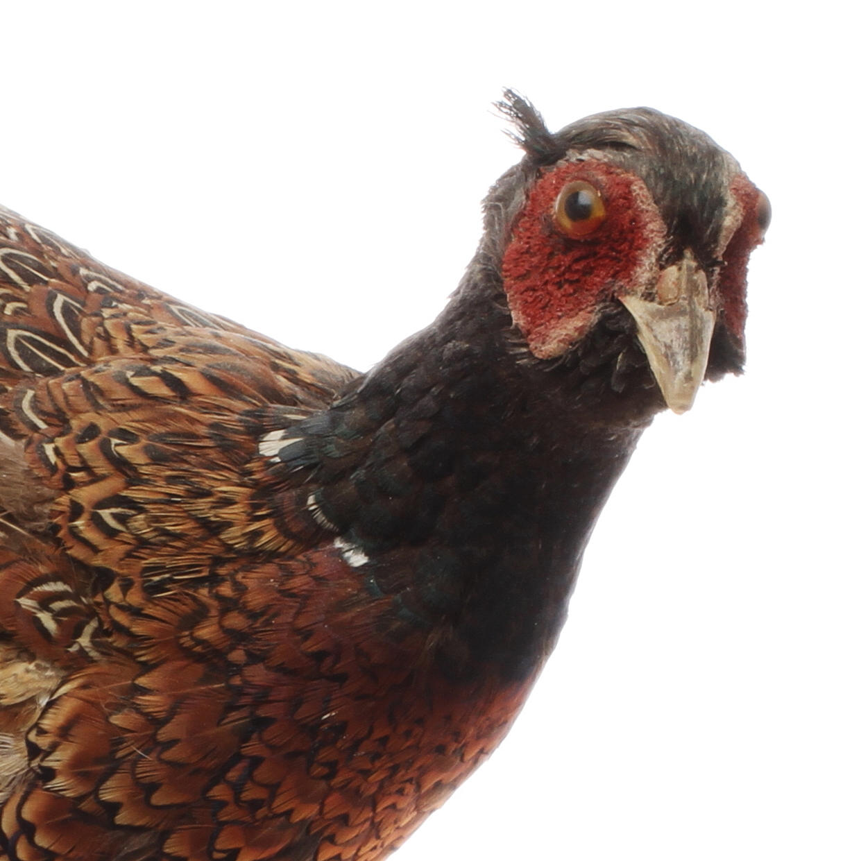 FASAN, uppstoppad, 1900-tal.