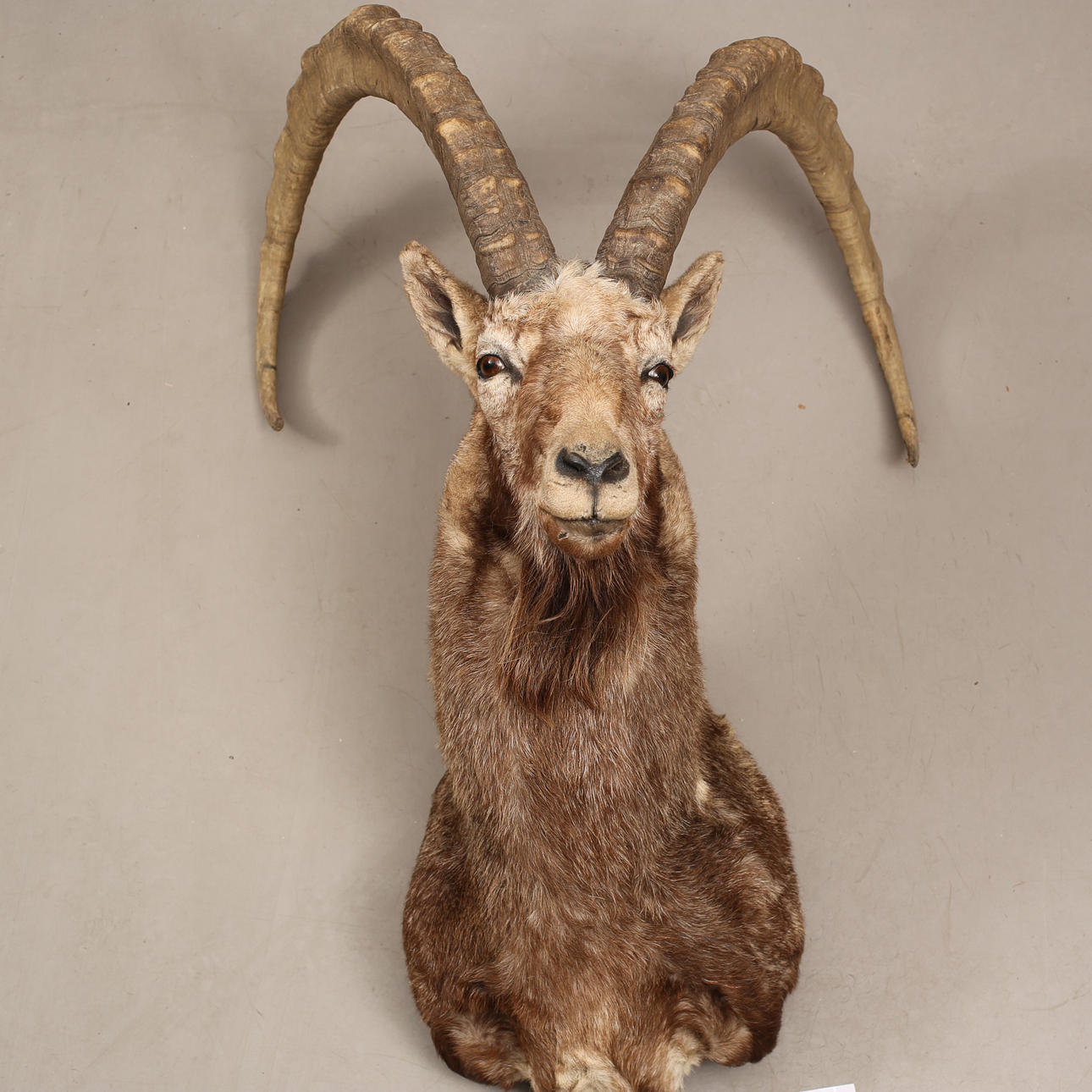 TROFEO DE CAZA, Capricornio, Ibex altai, (10).