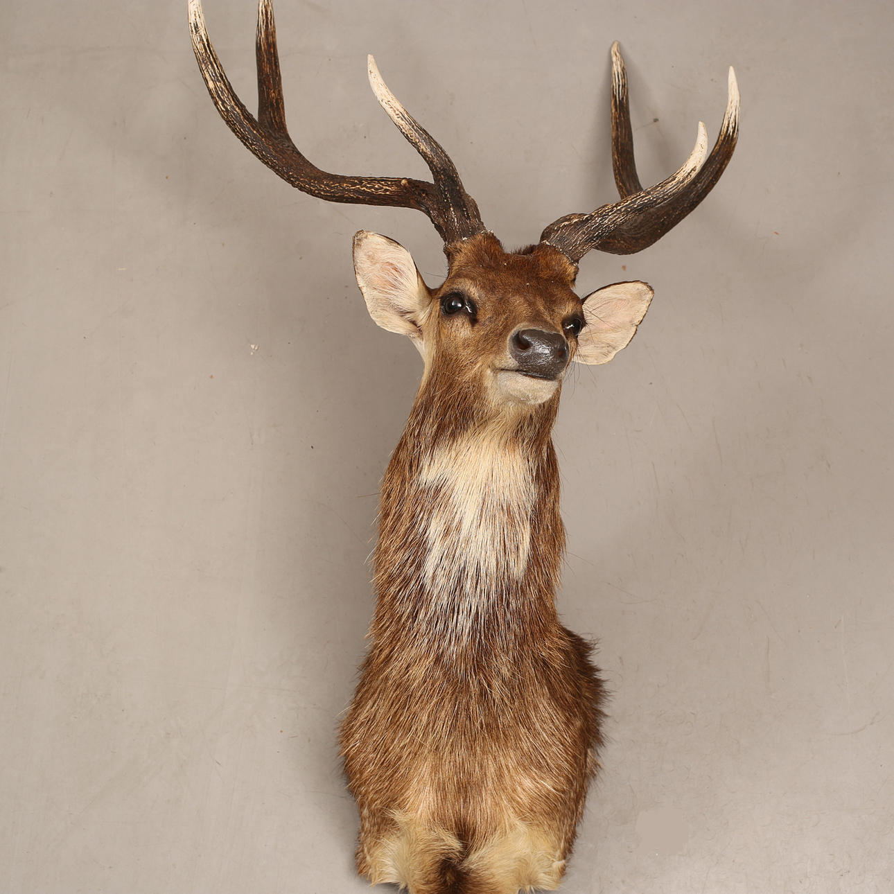 JAKTTROFÉ, Rusa Hjort/Cervus Timorensis (7).