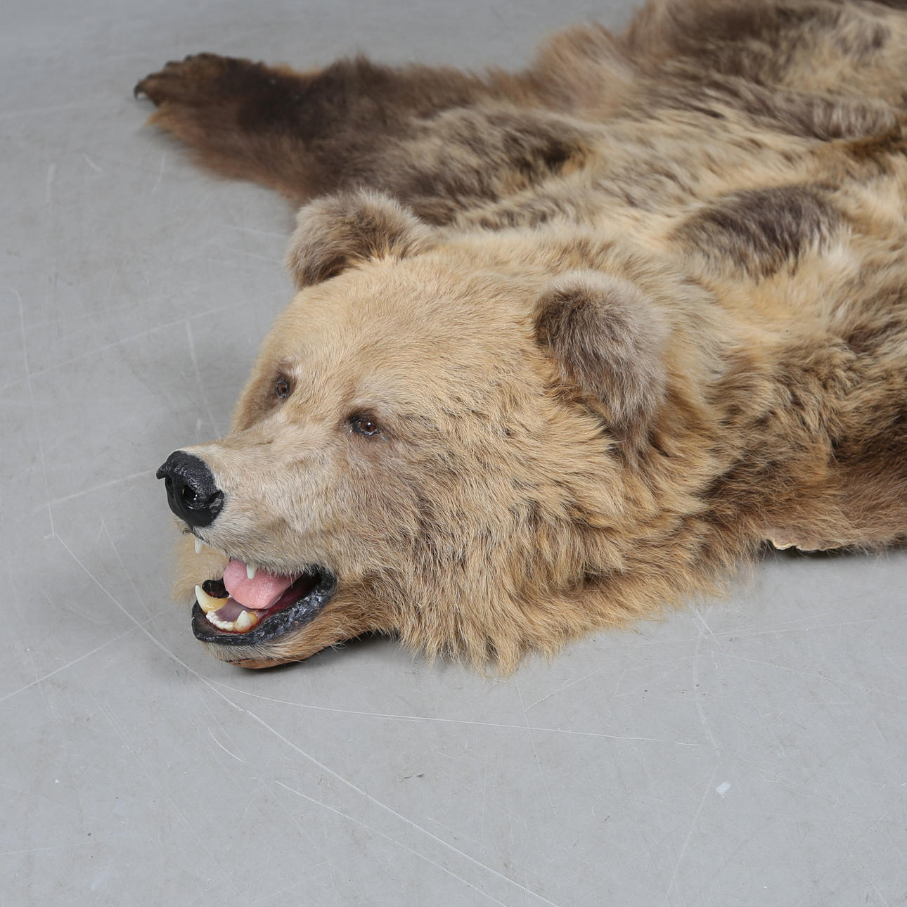 TAXIDERMI, Björnfäll.