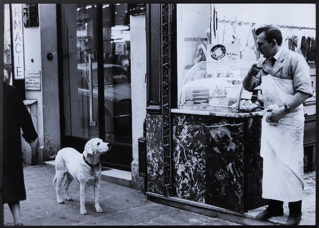 STIG SVEDFELT (1927-2009). “Former un labrador”, photograph, stamp signed and numbered 3/20, Paris, 1964/65.
