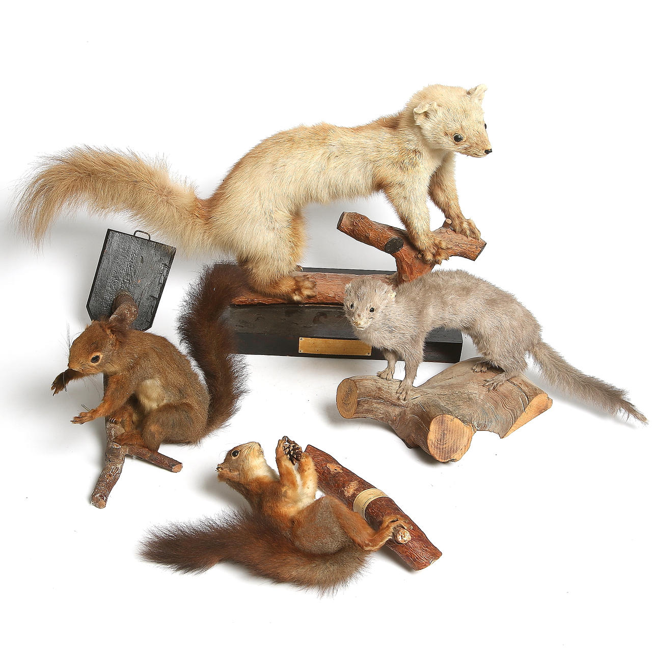 EKORRAR, 2 st, samt MÅRD, ILLER, uppstoppade.