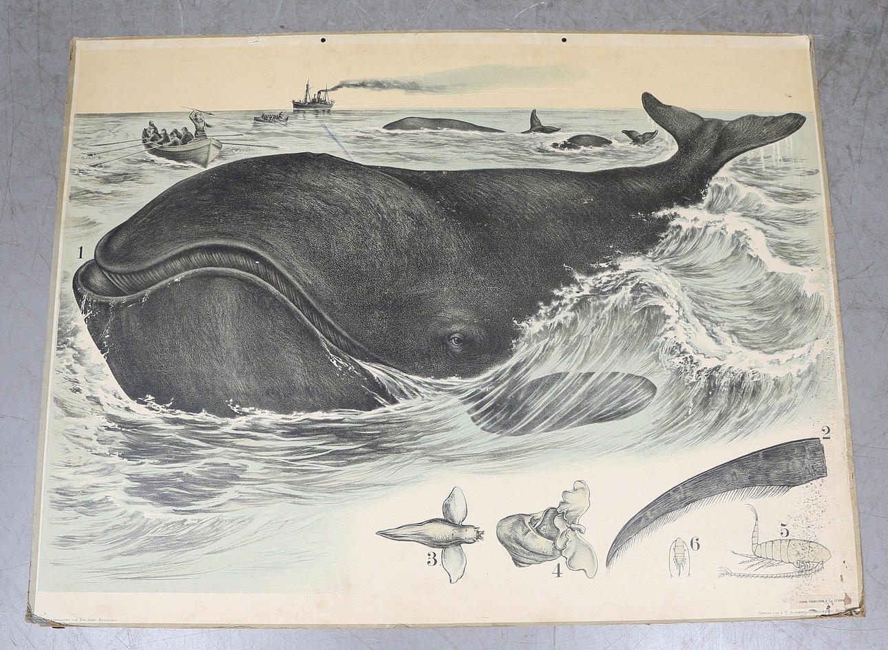 SKOLPLANSCH, Frans Svanström & Co, Stockholm, omkring 1900-takets mitt.