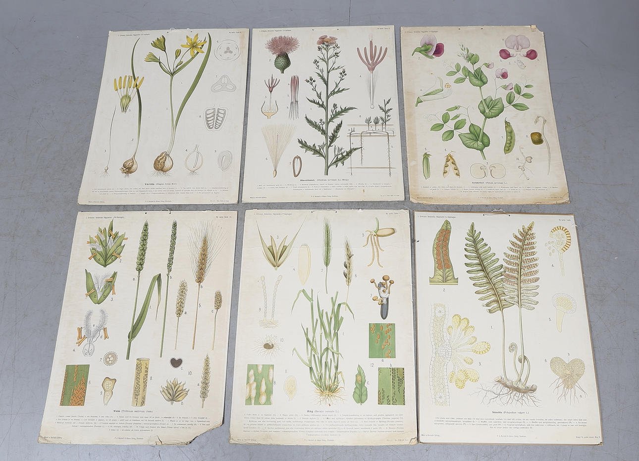 SKOLPLANSCHER, 6 st, J. Eriksson, Botaniska väggtavlor, PA Norstedt & Söner Förlag, Stockholm, omkring 1900-talets mitt.