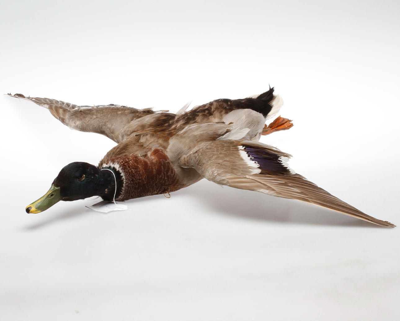 GRÄSAND, uppstoppad.