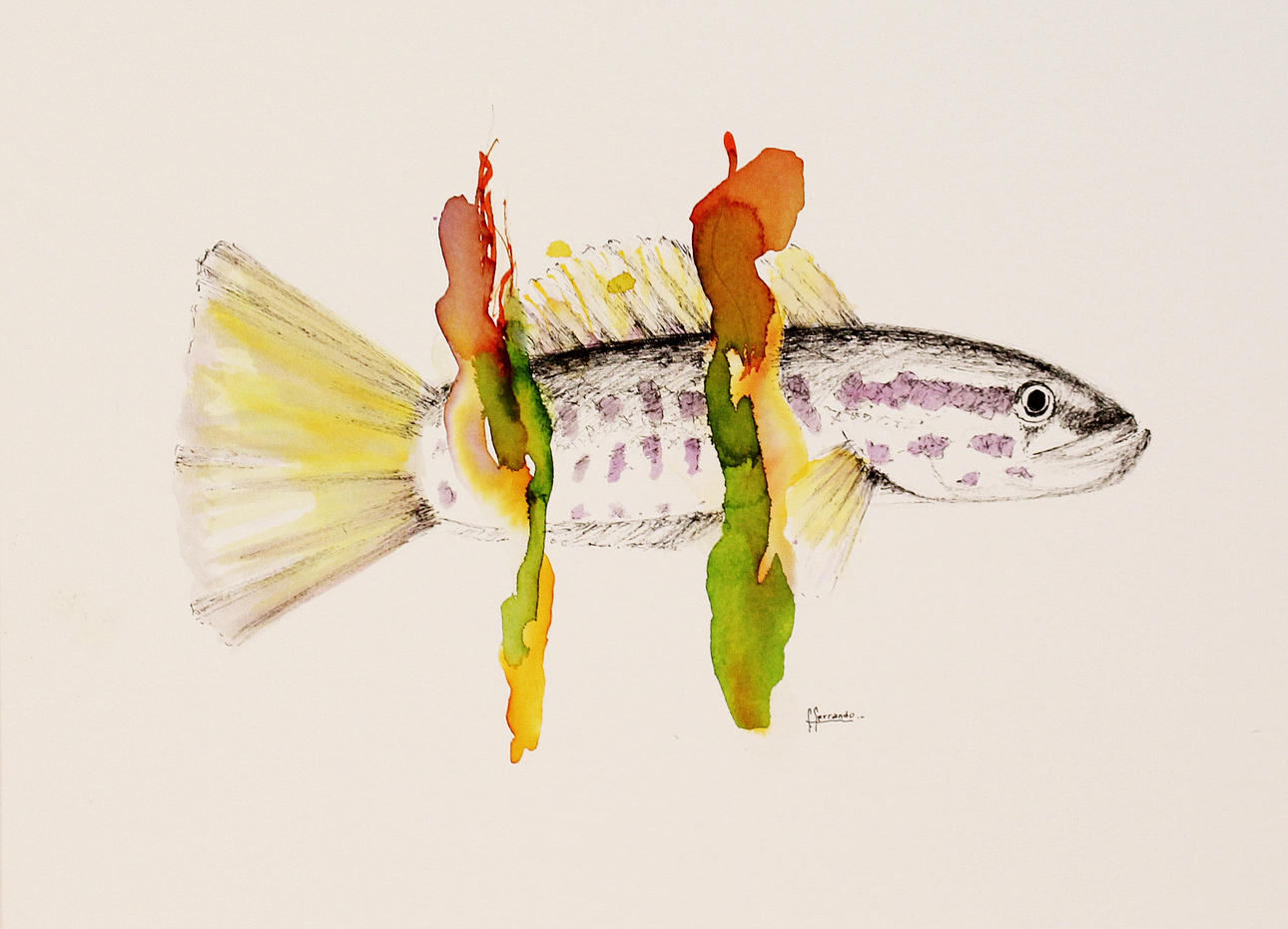 FEDERICO FERRANDO. Parti konst (2). Akvariefiskar. Akvareller. Signerade F Ferrando.
