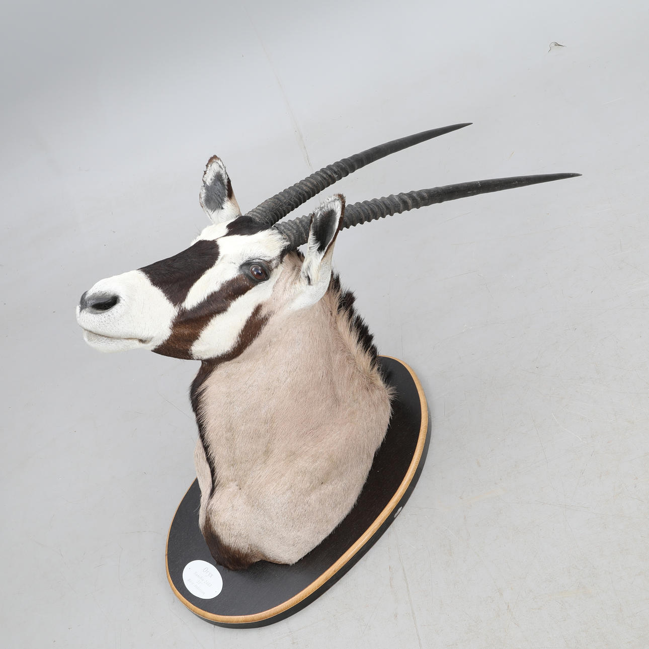 JAGDTROPHÄE, „Oryx-Antilope“, Namibia, 2003.
