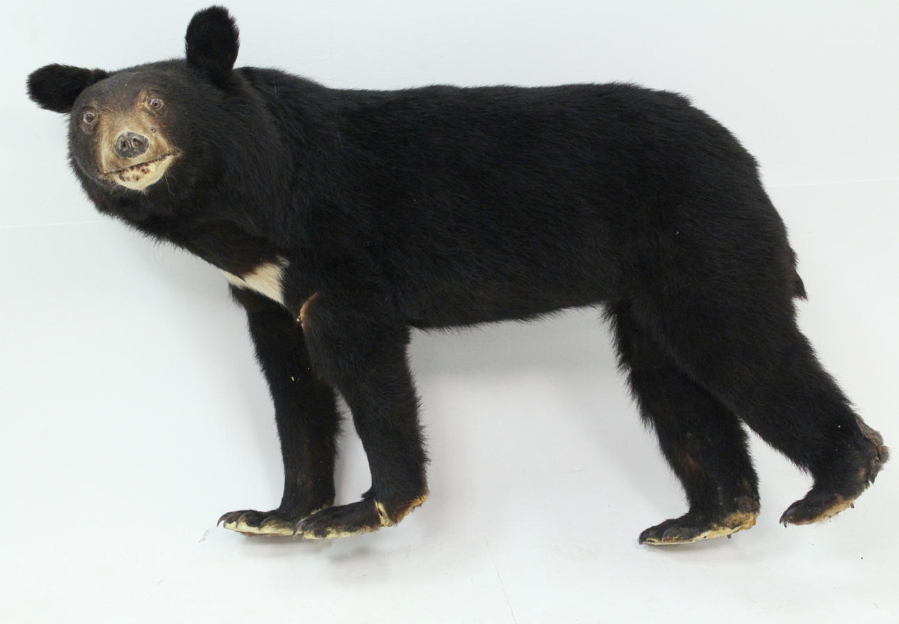 UPPSTOPPAD SVARTBJÖRN.