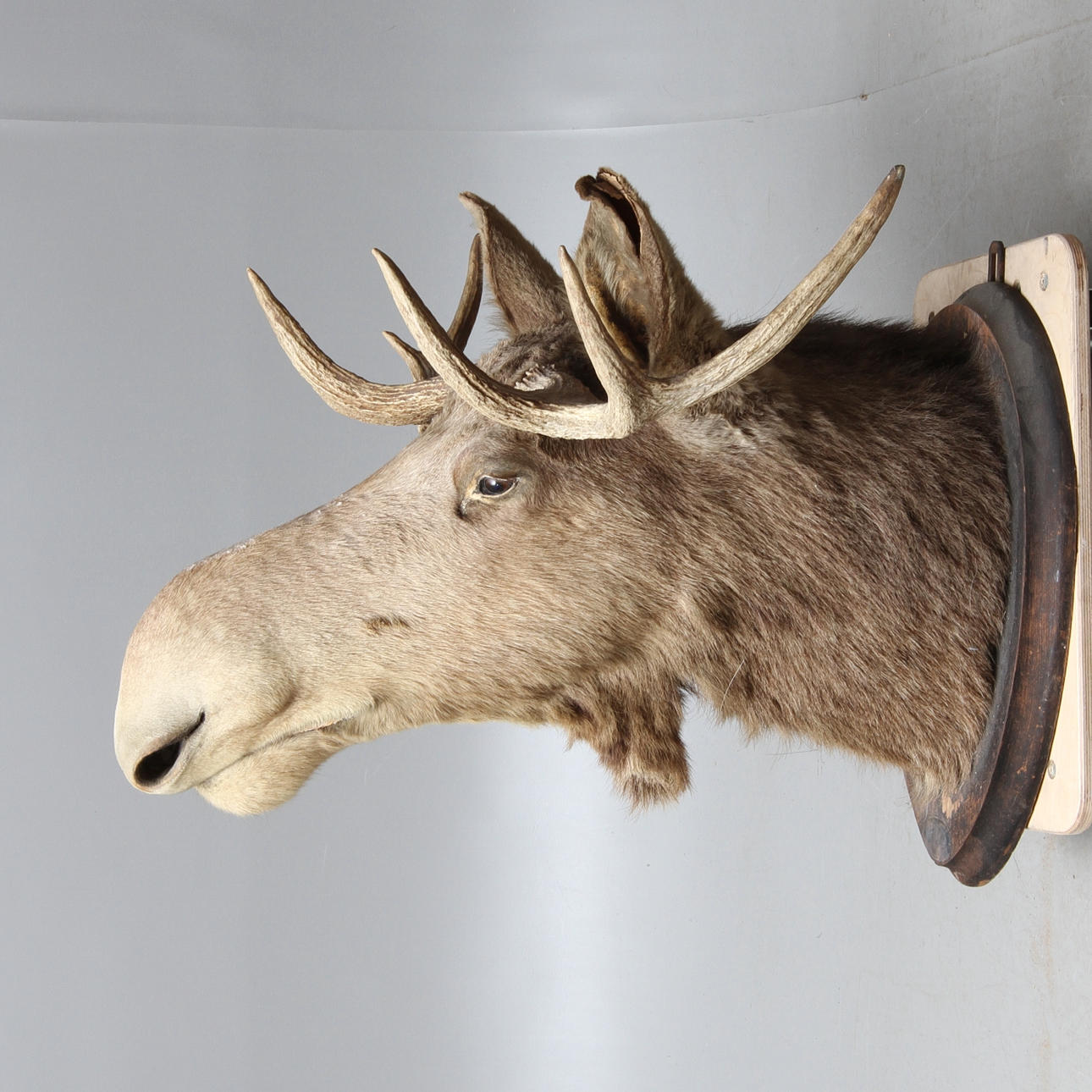 JAKTTROFÉ, älghuvud, 7 taggar, 1900-tal.