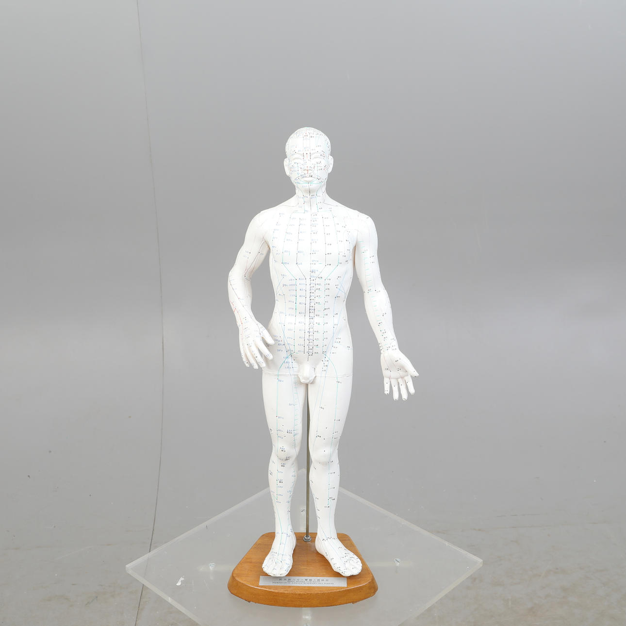 MODEL acupuncture points, rubber, Chinese/English.