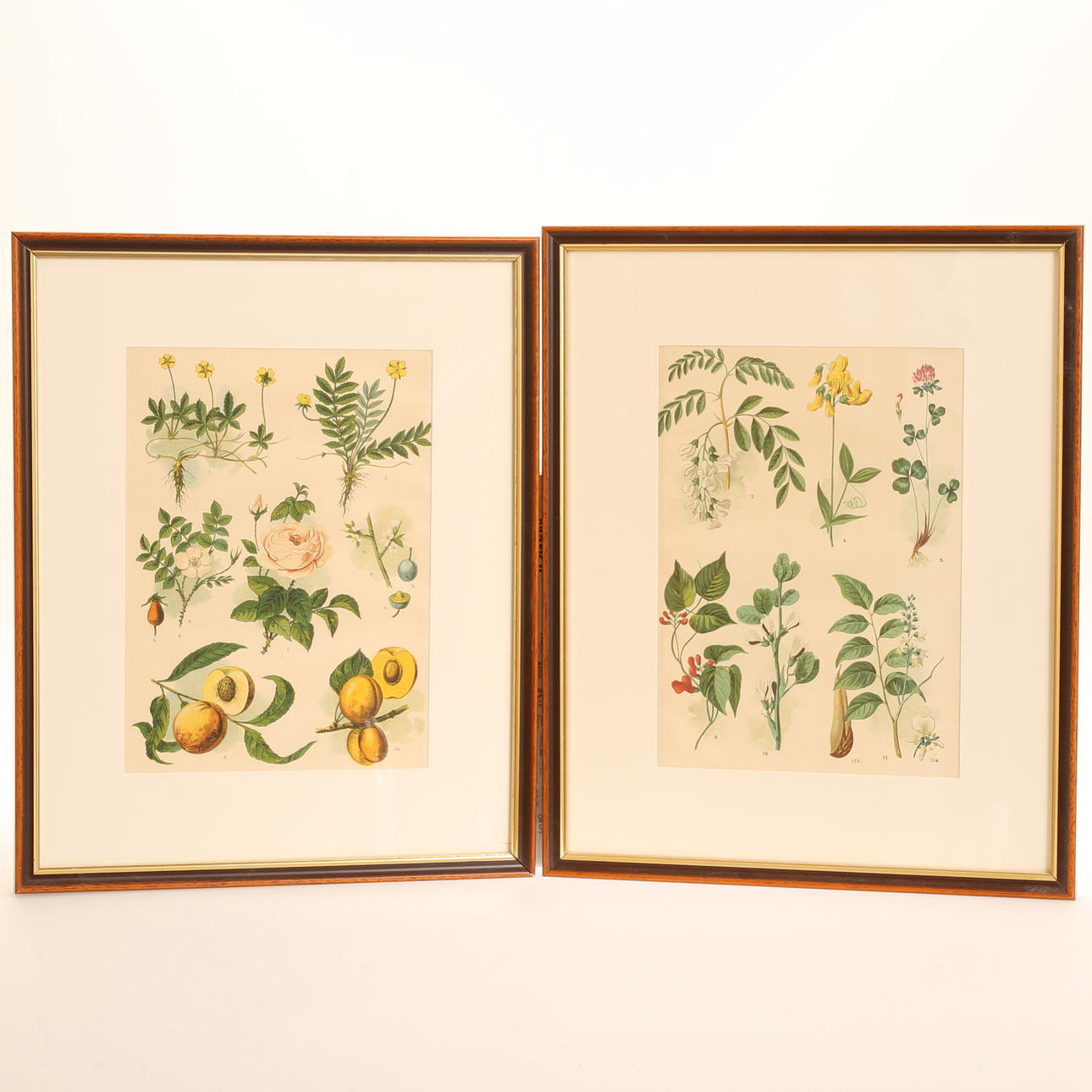 Two 19th century plant lithographs.