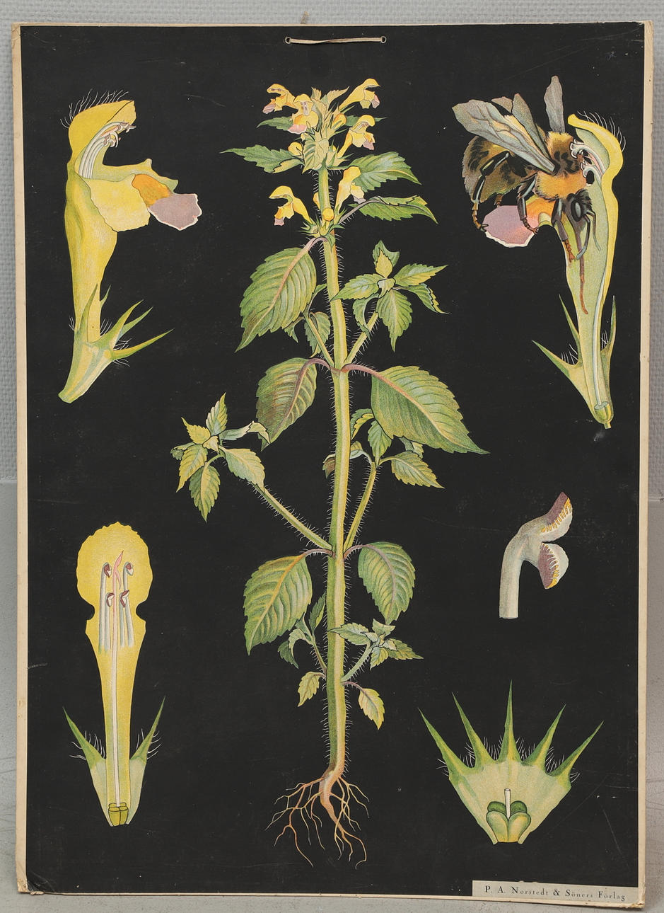 SCHULPLAN, Blumen & Hummeln, PA Norstedts & Sons.