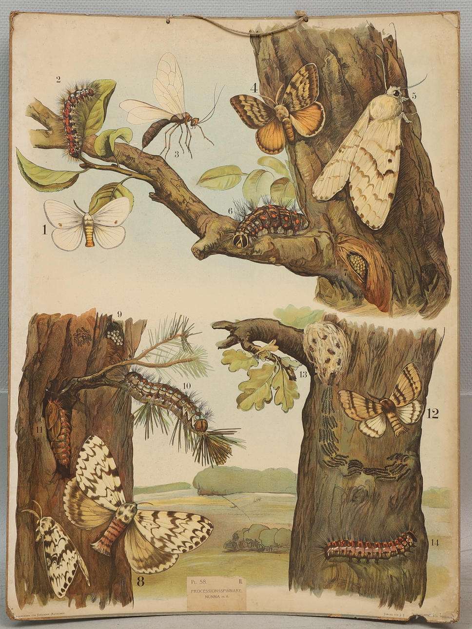 KOULUSUUNNITELMA, ”Processionsspinnare, Nunna ym.”, Frans Svanström & Co.