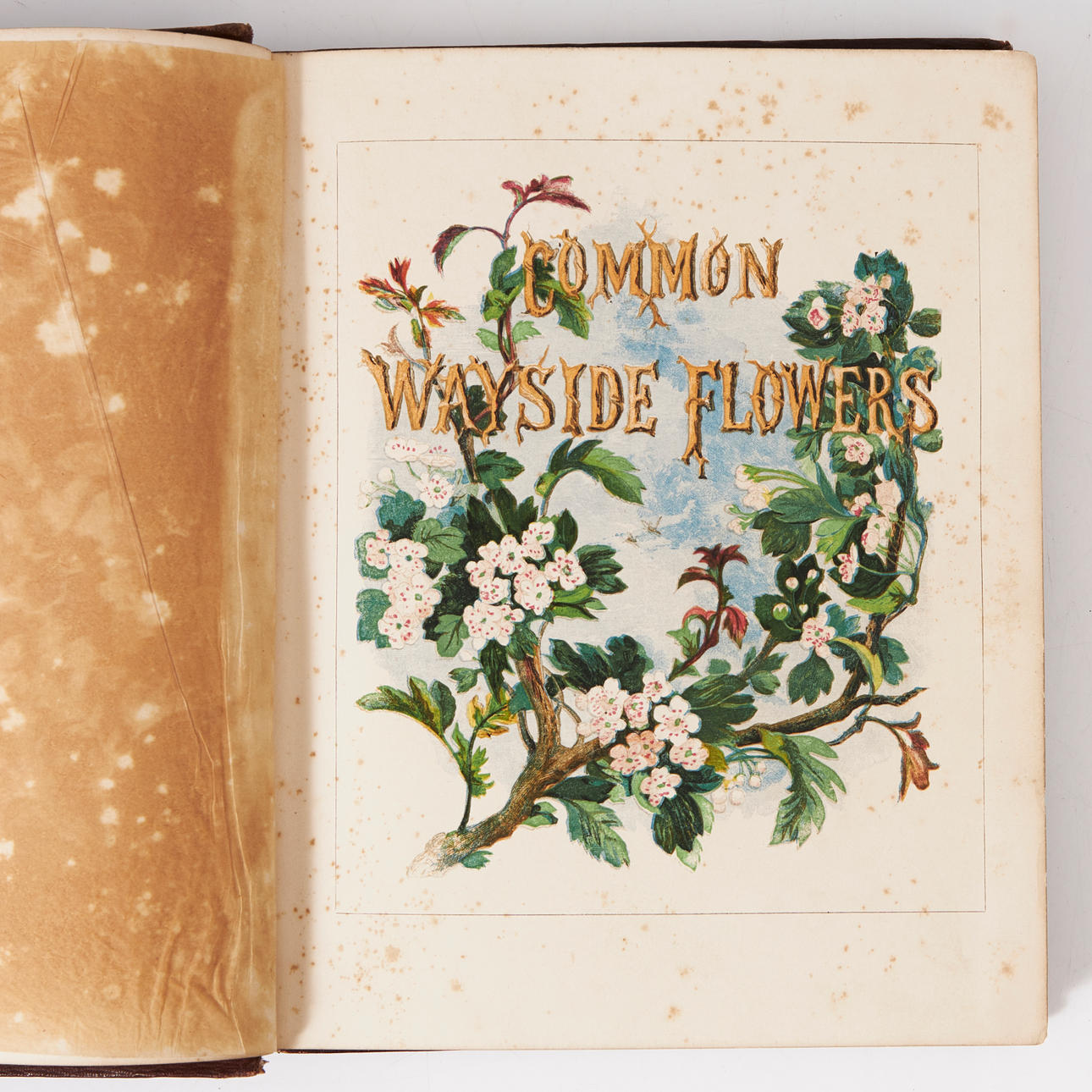 MILLER'S COMMON WAYSIDE FLOWERS, 1860.