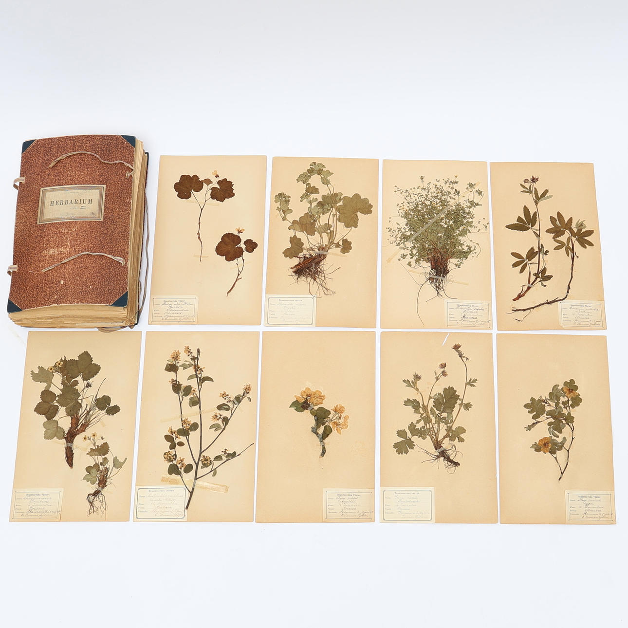 HERBARIUM, tidigt 1900-tal, Sverige.