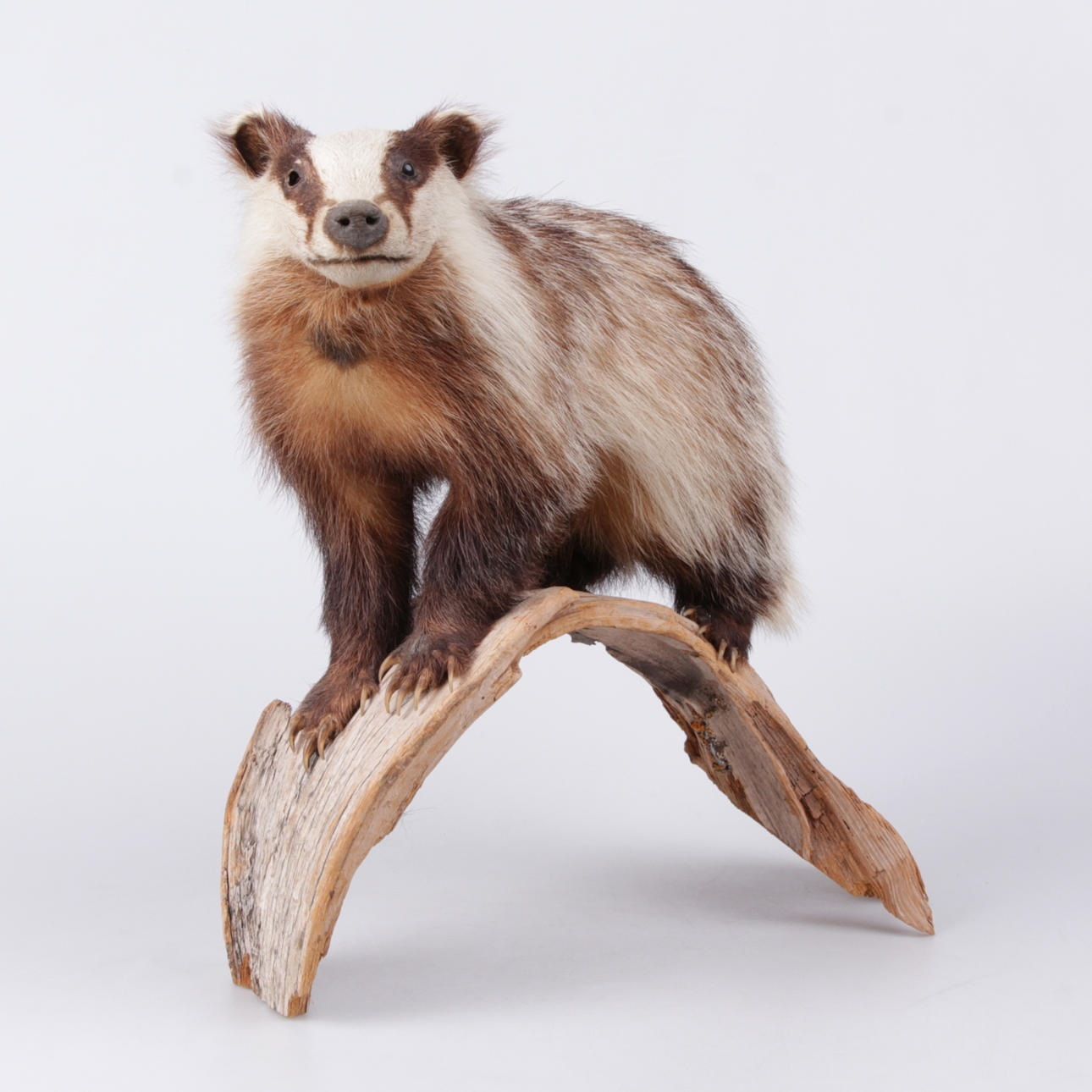 GRÄVLING, uppstoppad, monterad på trädgren.