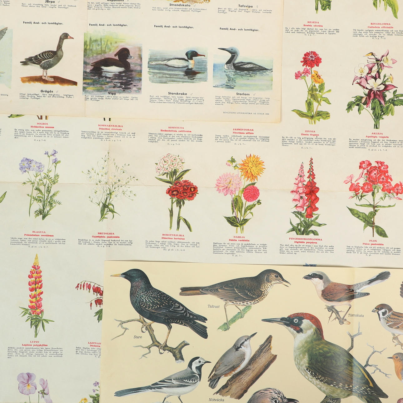 Planker, 3 stykker, fugle & haveblomster.