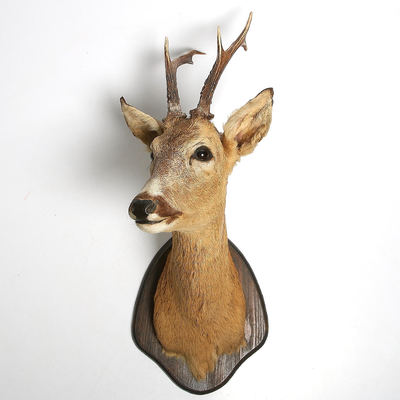 JAKTTROFÉ, rådjur uppstoppat, monterat på träsockel, Uppland 1960-tal.