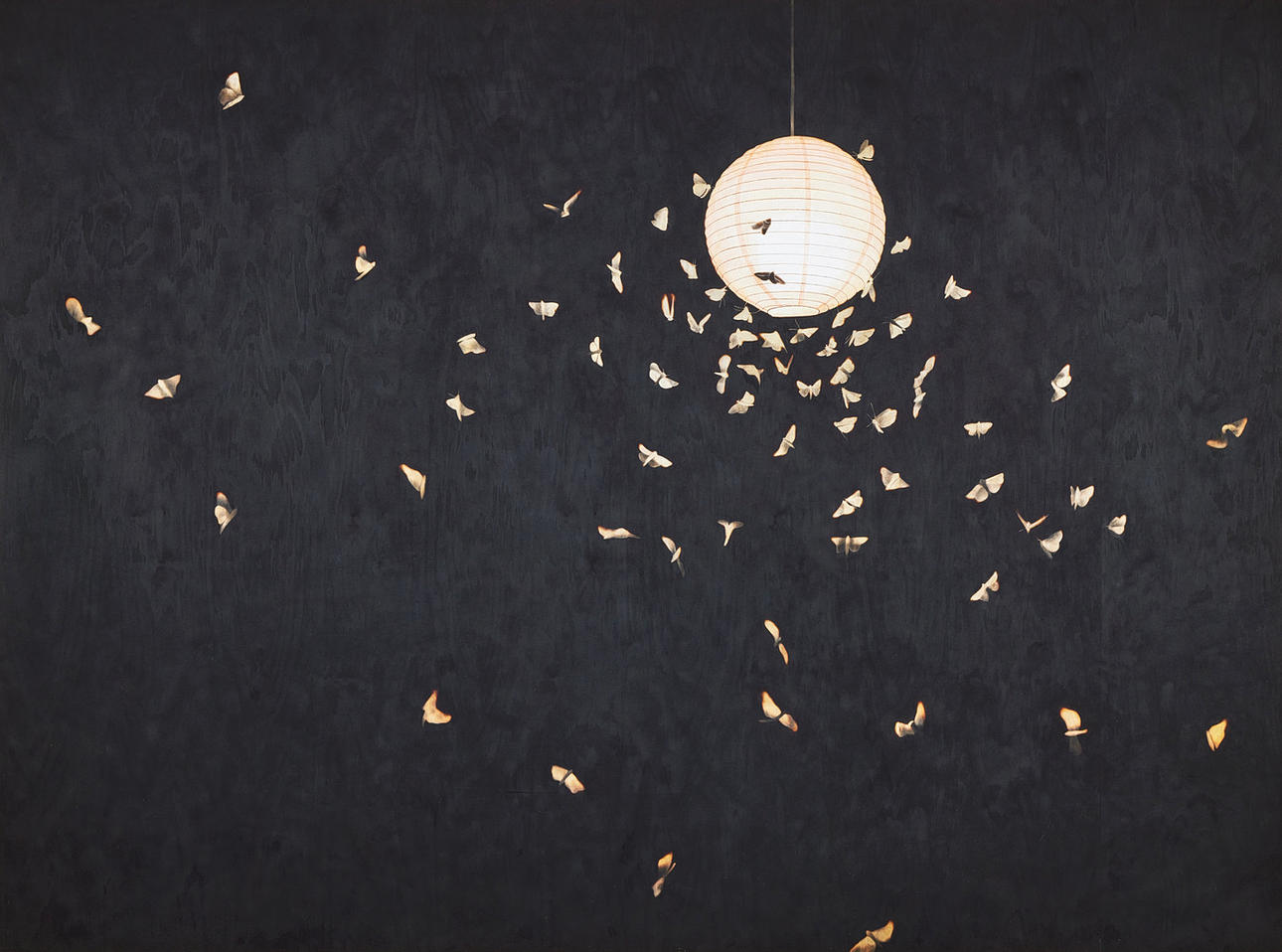 YLVA CEDER. "Untitled (Moth/Skara)".