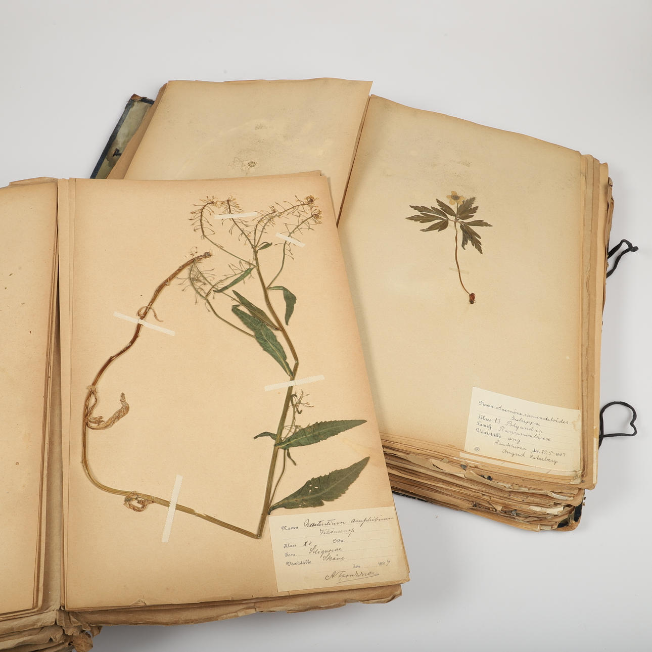 HERBARIUM, 2 stycken, 1900-talets första hälft.