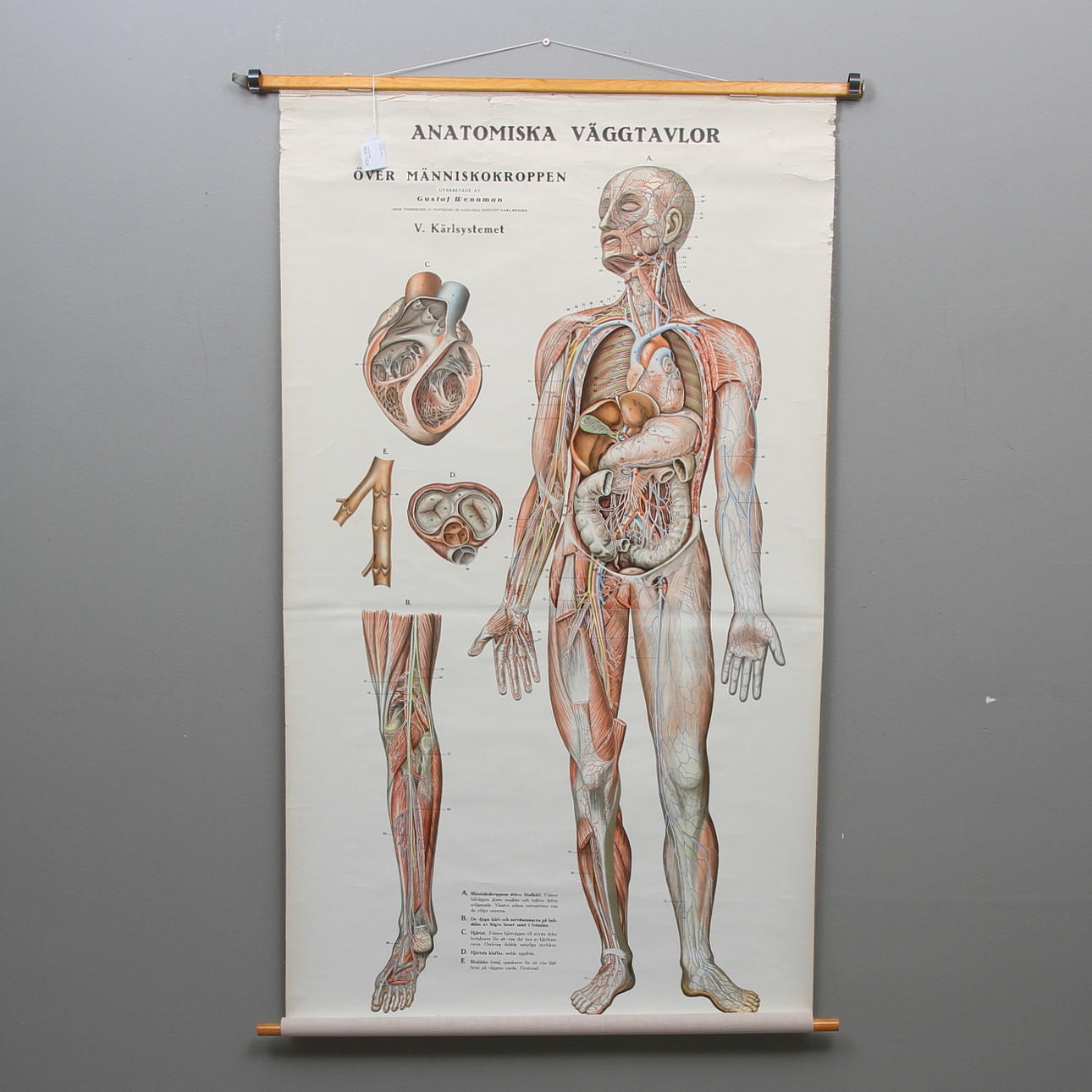 PLANSCHE/VÄGGTAVLA, människokroppen, Förlag A.-B P A Norstedt & Söner, Stockholm.
