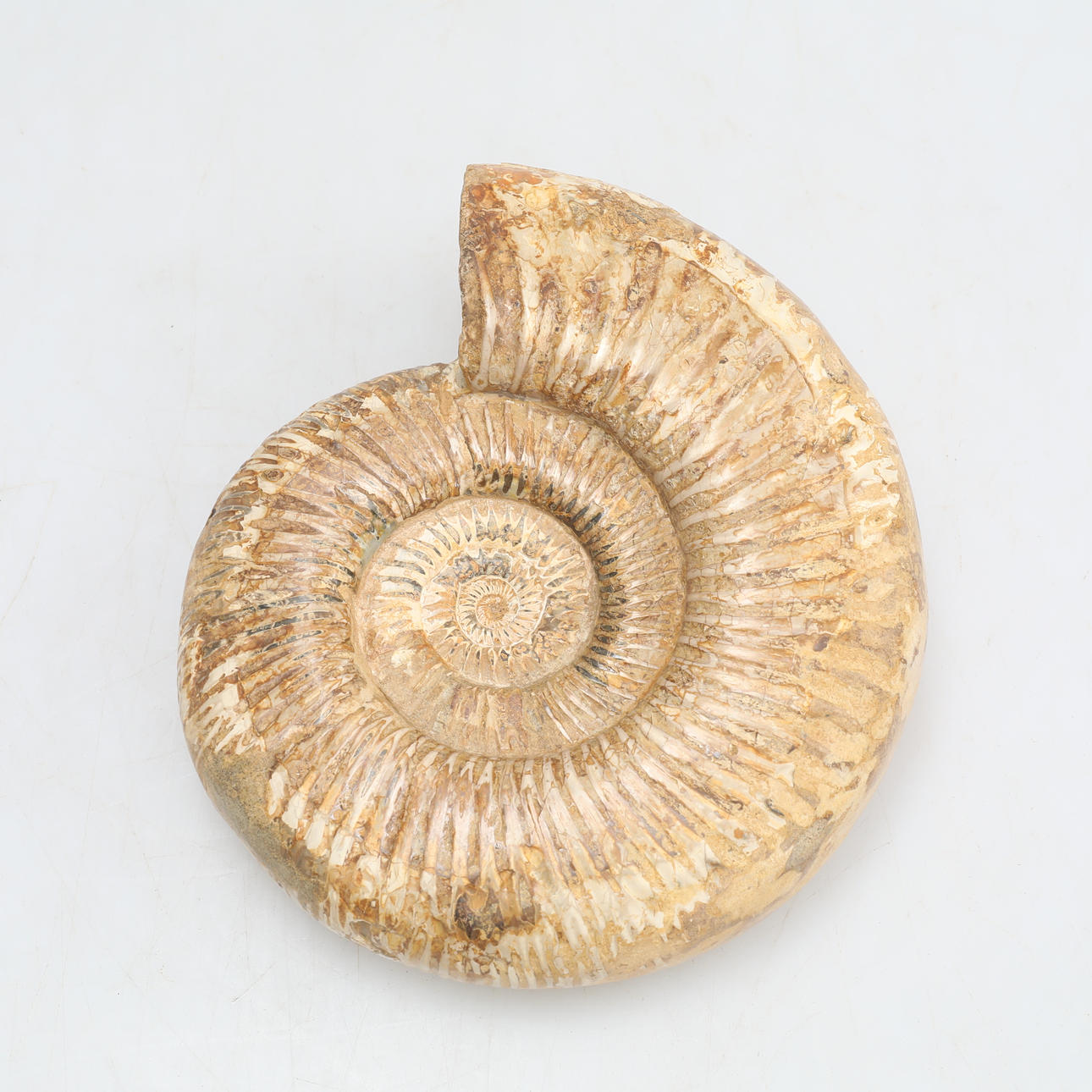 SNÄCKA/FOSSIL, ca 1,9kg.