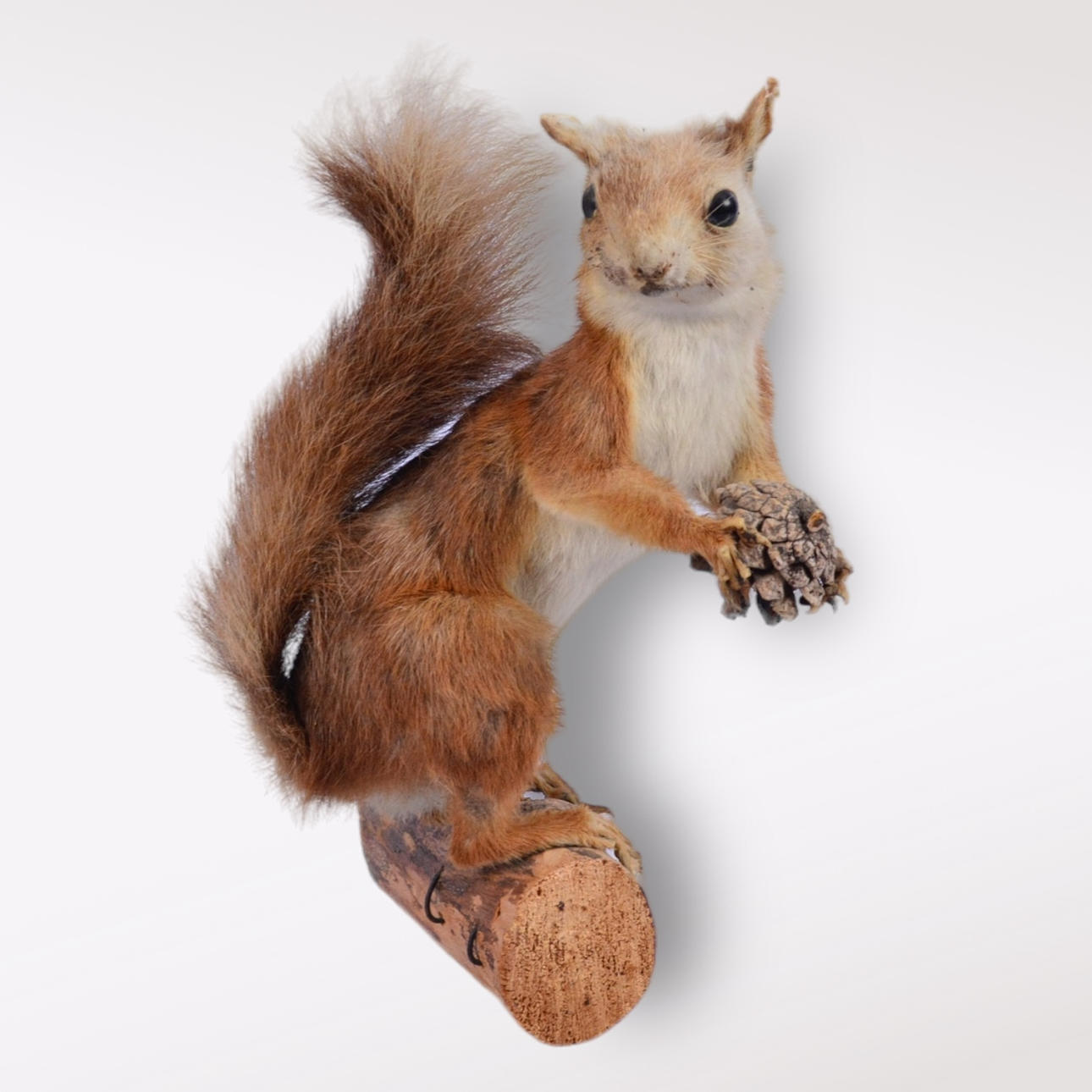 AUSGESTOPFTES EICHHÖRNCHEN.