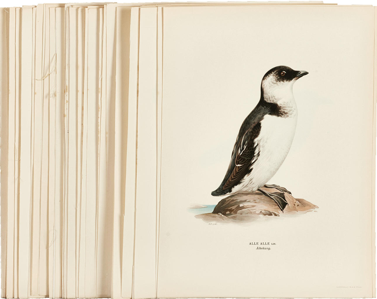 SVENSKE FUGLE, von Wright, 58 blade.