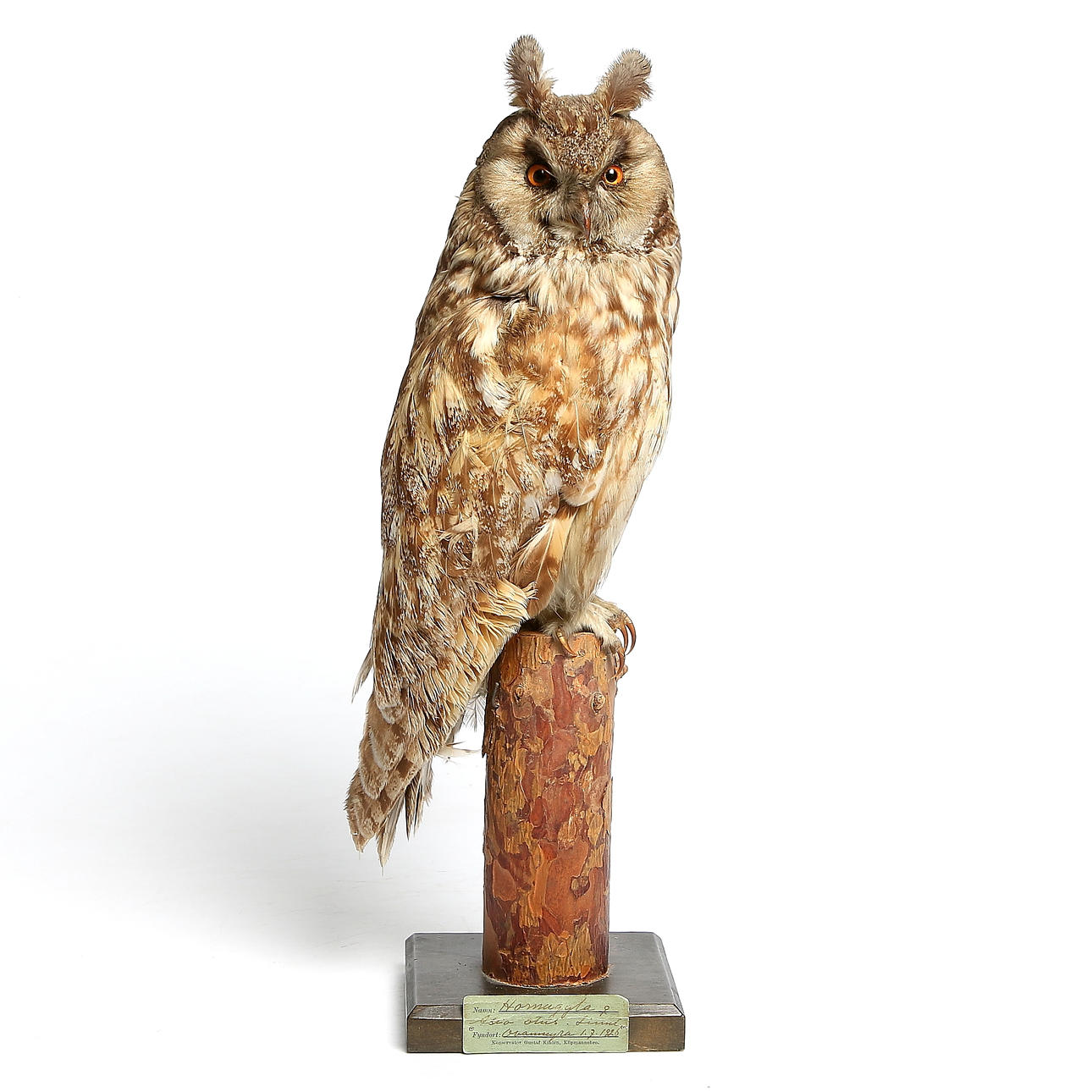 HORNUGGLA, uppstoppad, konservator Gustaf Kihlén, Köpmannebro. Ovanmyra, 1/7 1927.