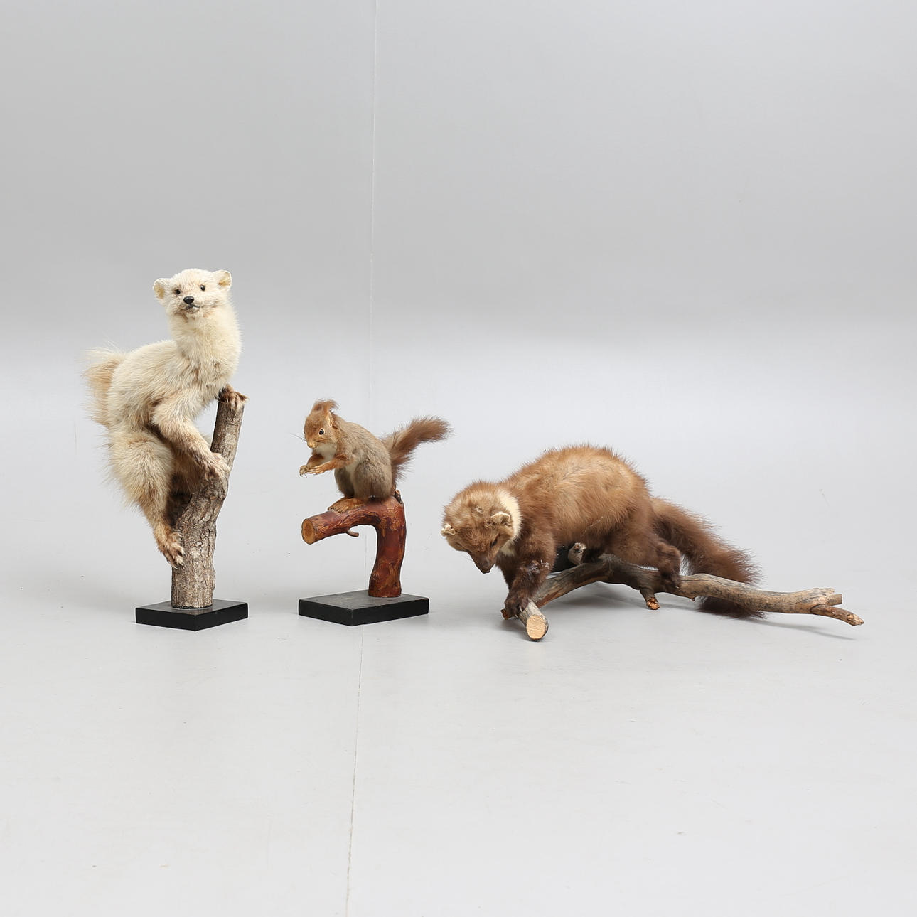 UPPSTOPPADE DJUR, 3 st, 1900-tal.
