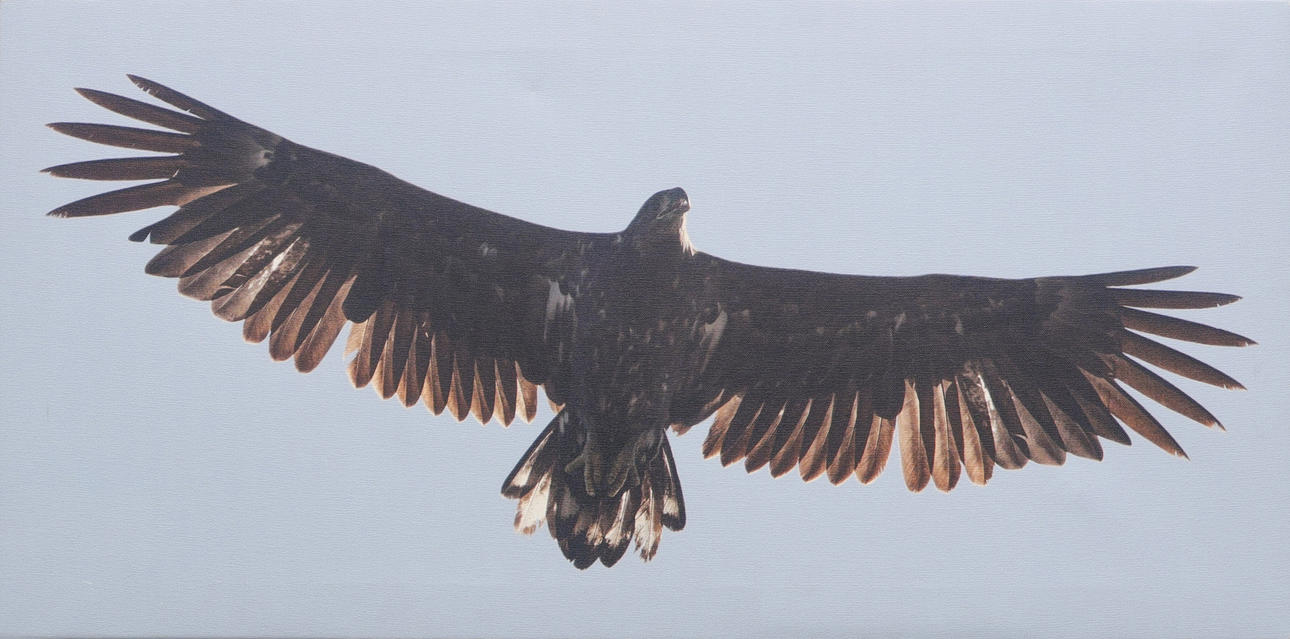 JARL VON SCHEELE. KOTKA LENNOSSA.