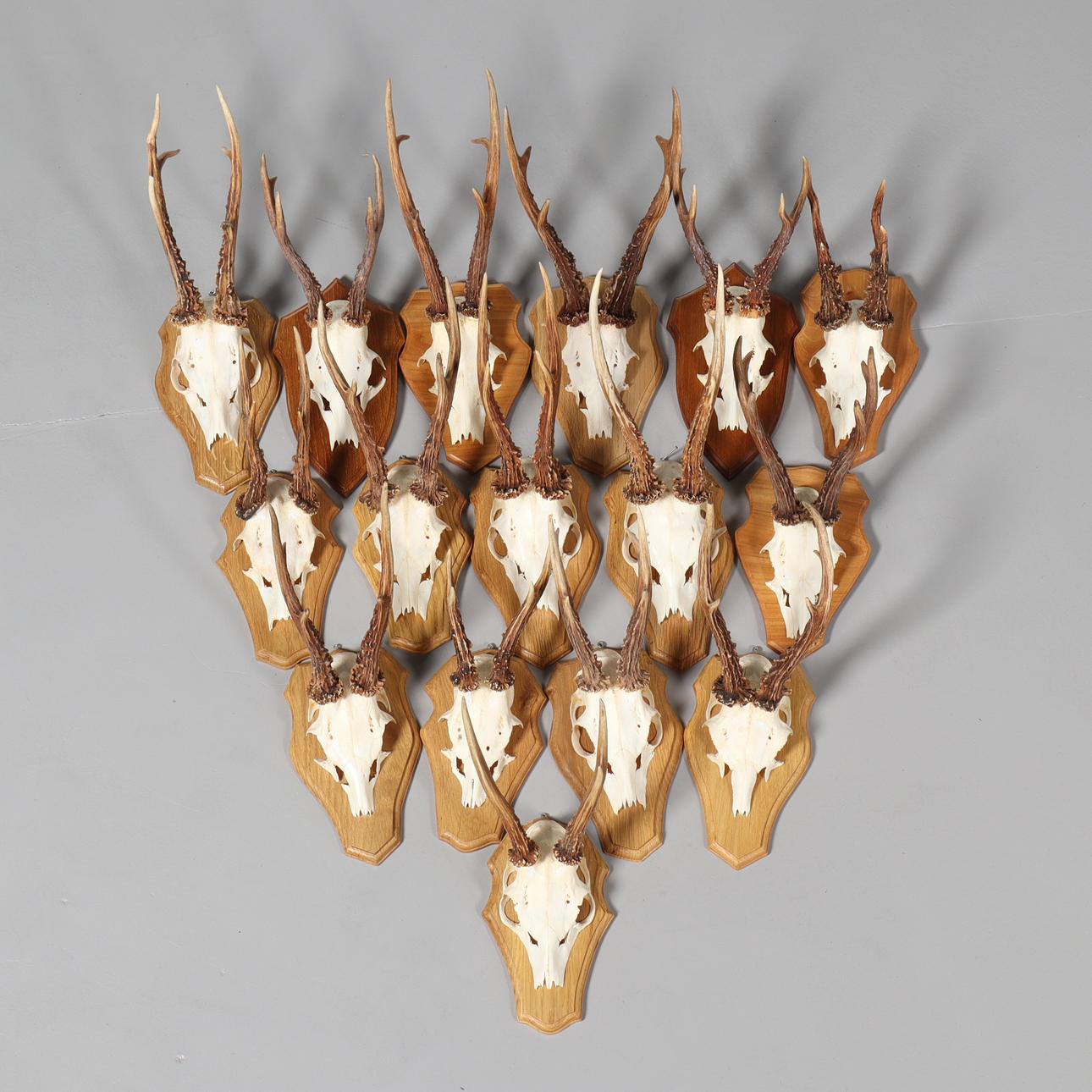 JAKTTROFÉER, 16 st, bockhorn, rådjur.