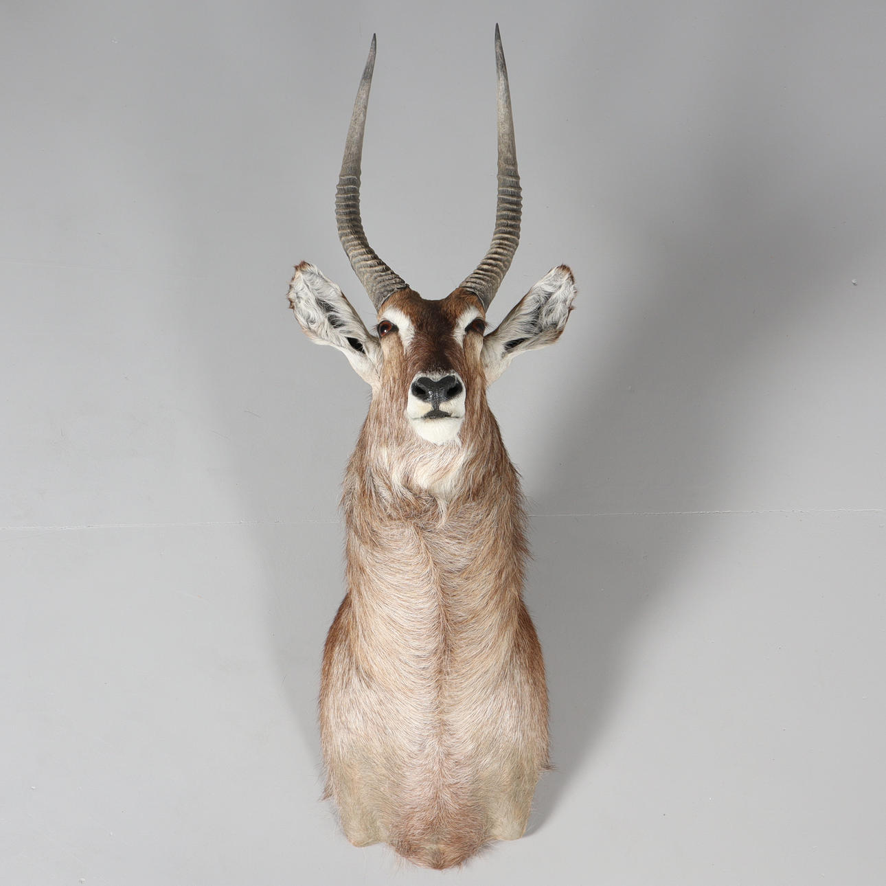 VATTENBOCK, taxidermi.