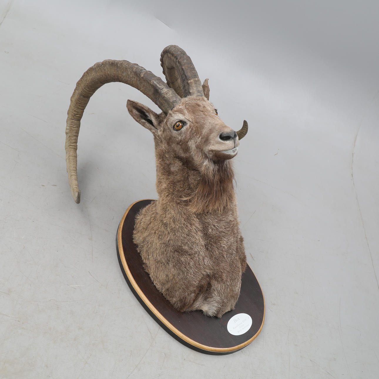 TROFEO DE CAZA, Ibex, Kazajstán, 2008.