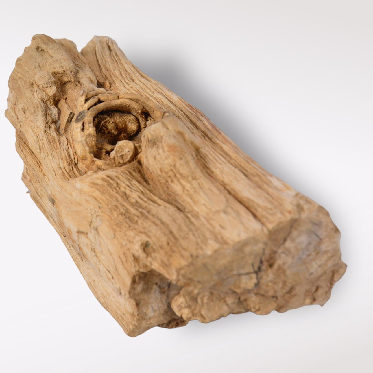 FOSSIL, förstenad träbit.