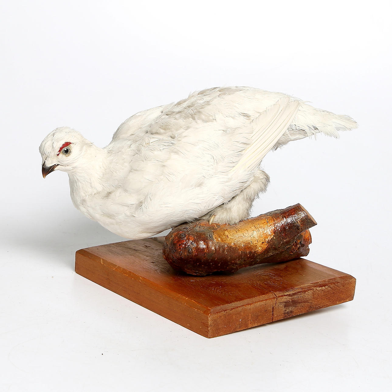 FJÄLLRIPA, uppstoppad, 1900-tal.