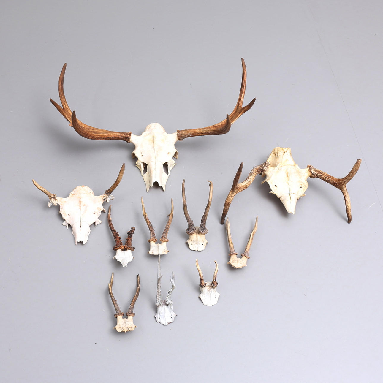 JAKTTROFEER, horn av älg samt råbock, 10 st.