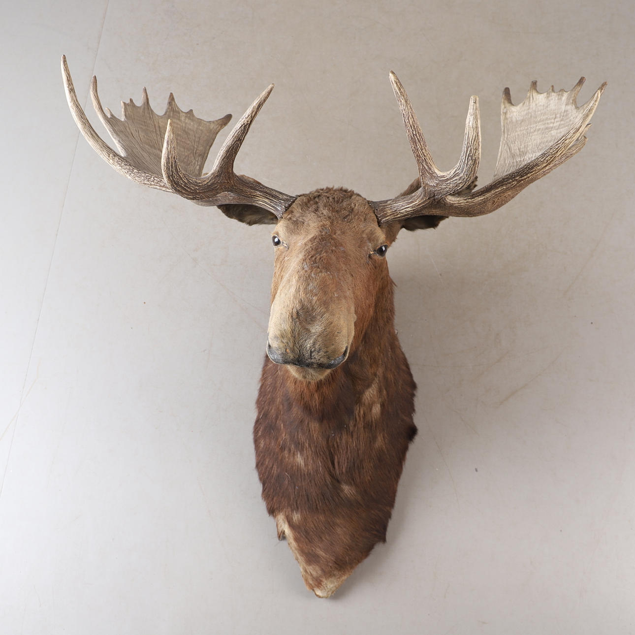 METSÄSTYSPOKAALI, Kanadan hirvi.