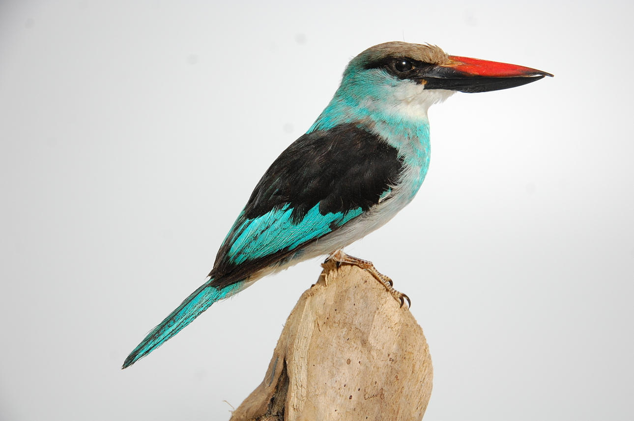 BLÅBRÖSTADKUNGSFISKARE, uppstoppad.