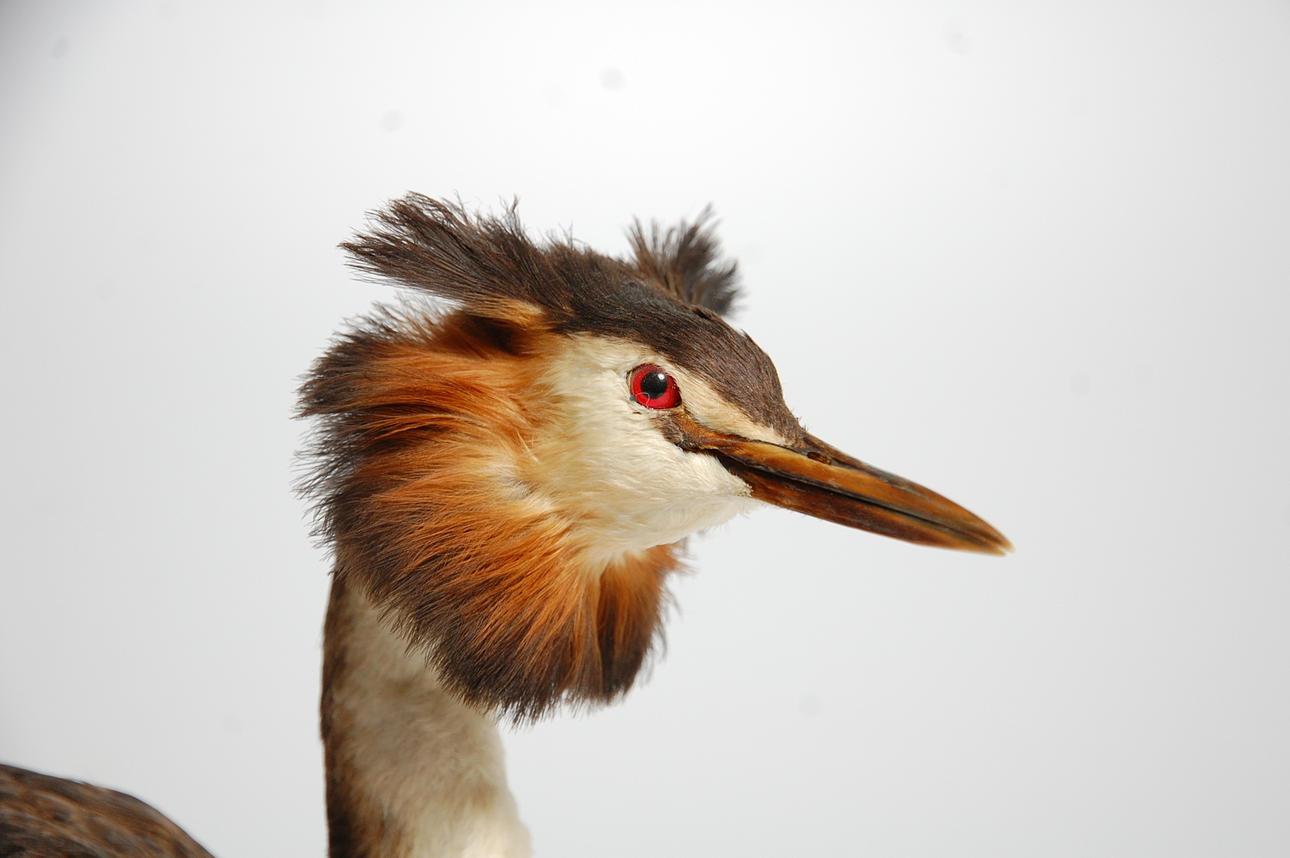 SKÄGGDOPPING, uppstoppad.