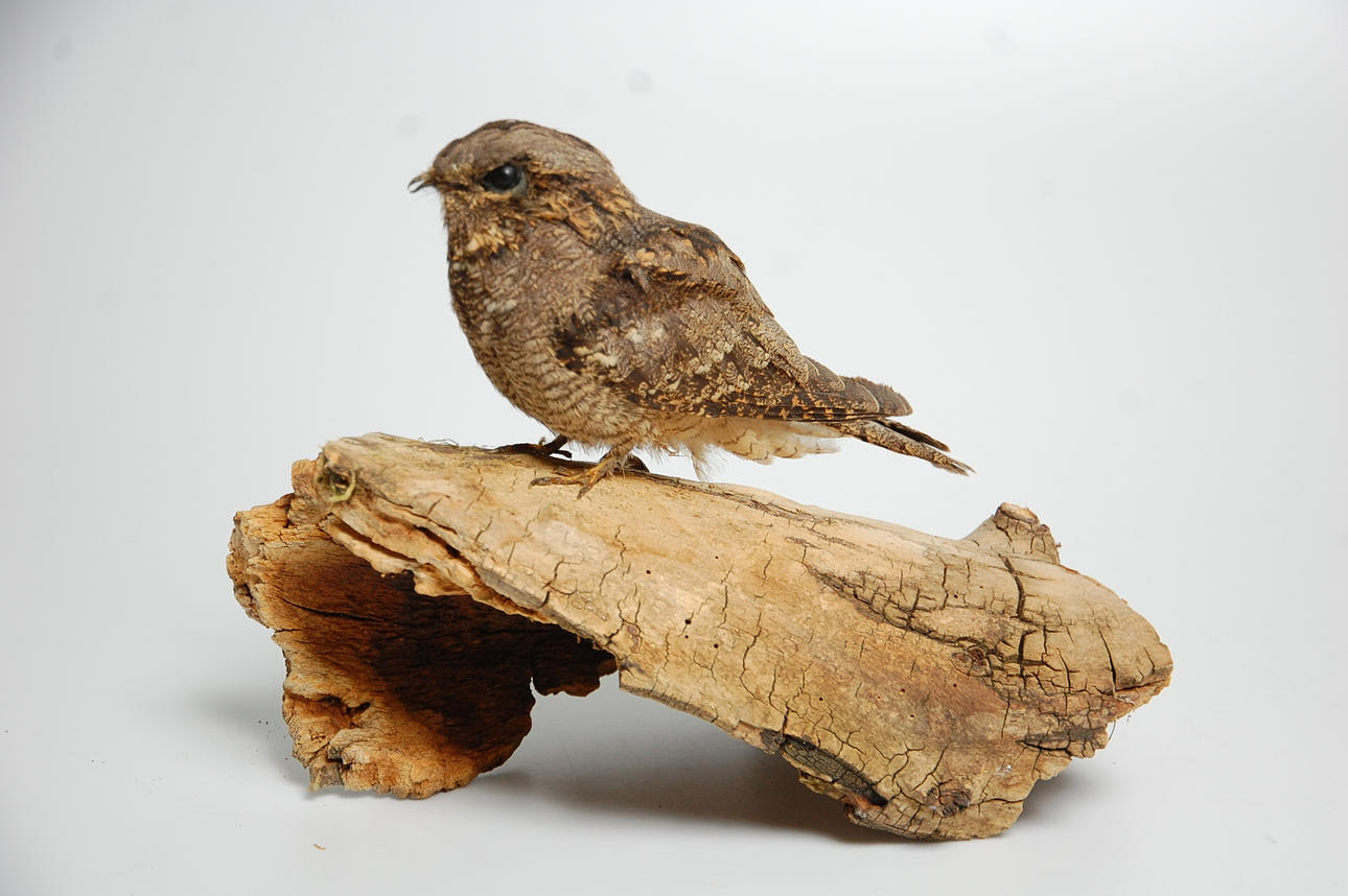 NATTSKÄRA, uppstoppad.