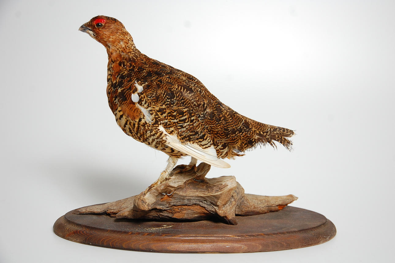 DALRIPA, uppstoppad.