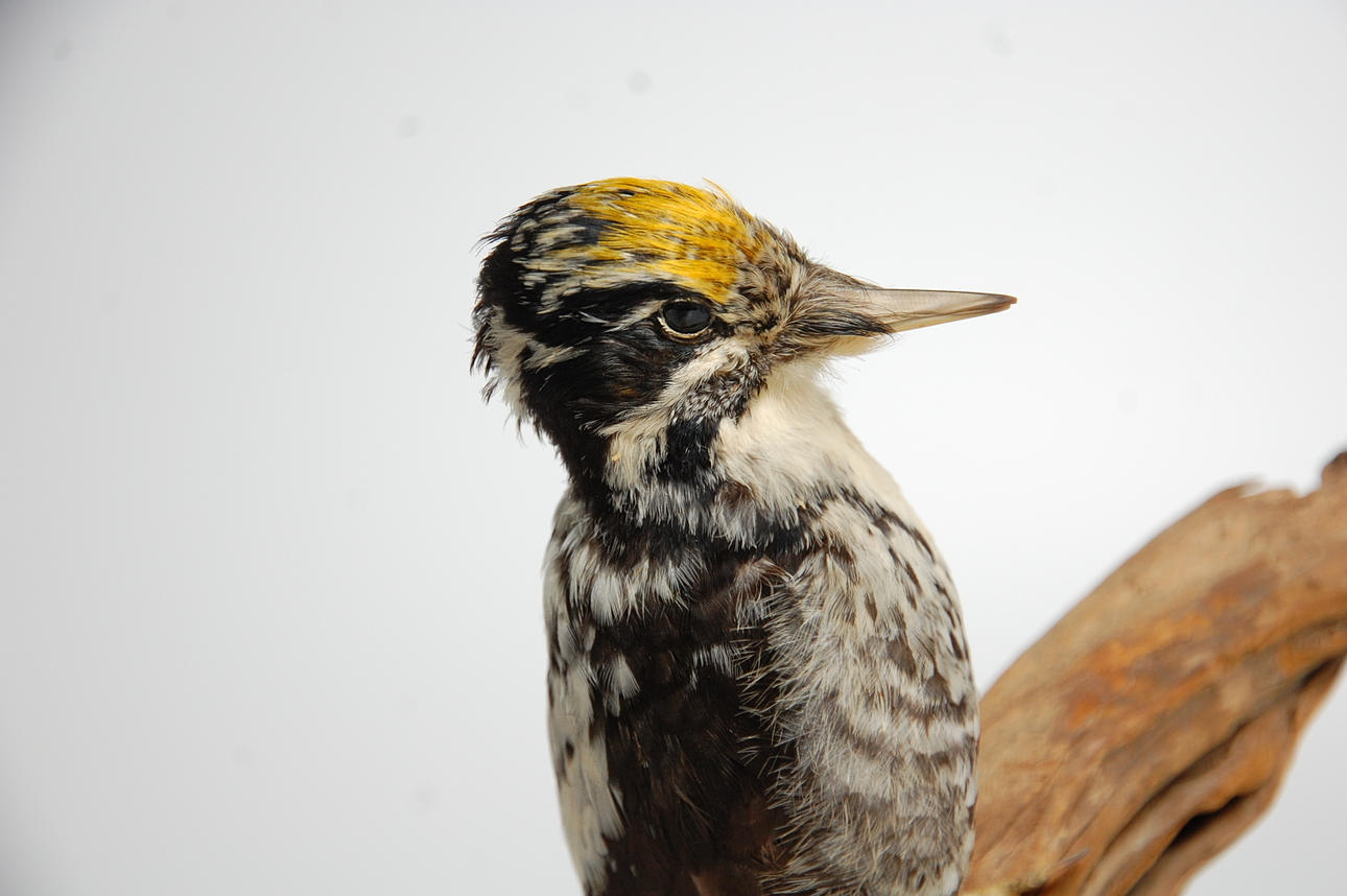 TRETÅIG HAKSPETT, uppstoppad.