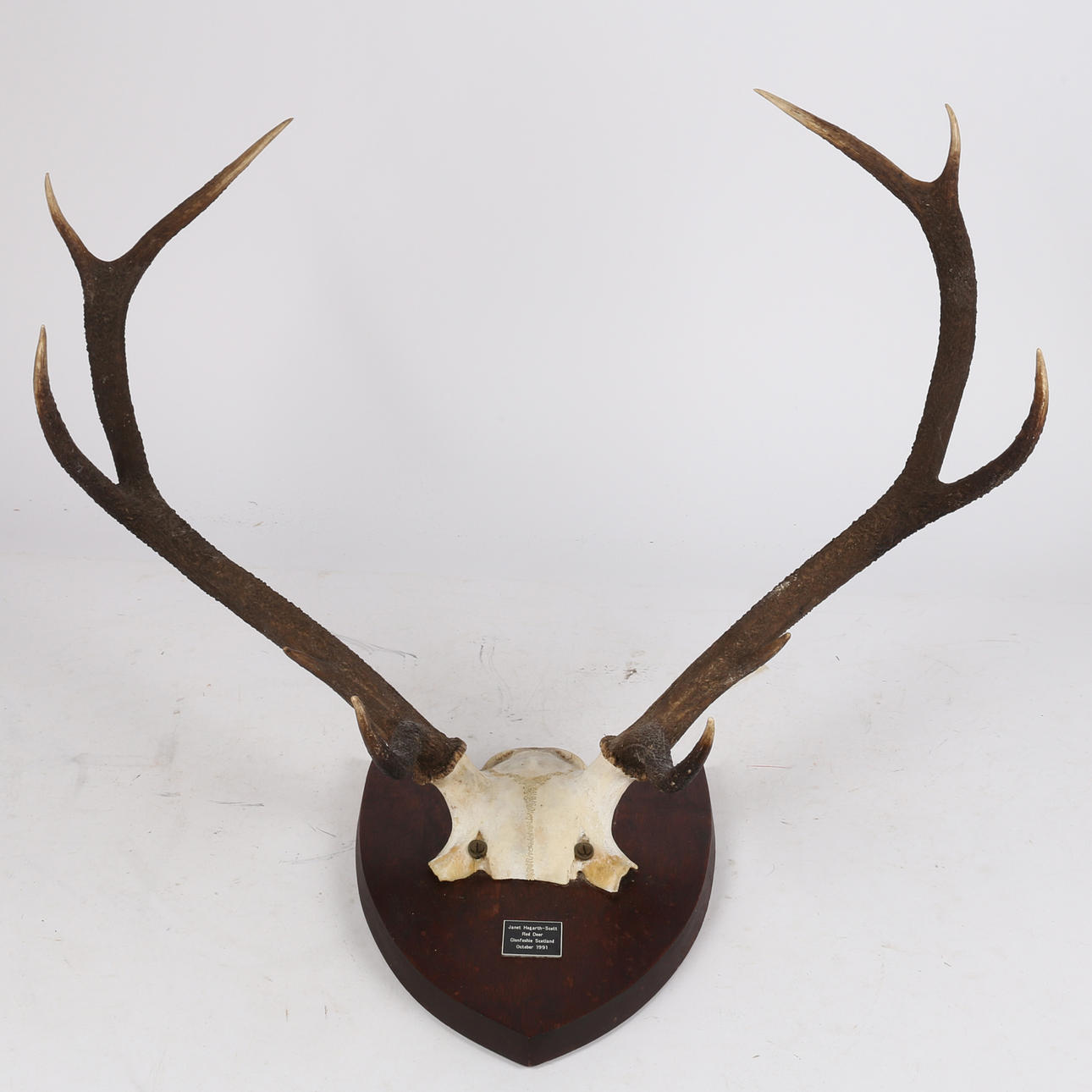 A RED DEER HUNTING TROPHY.