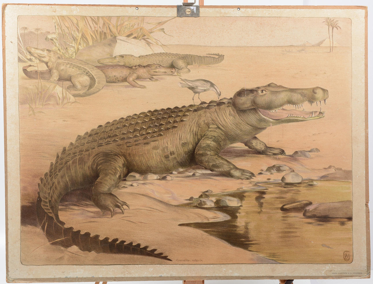 School Plank - Crocodilus vulgaris.