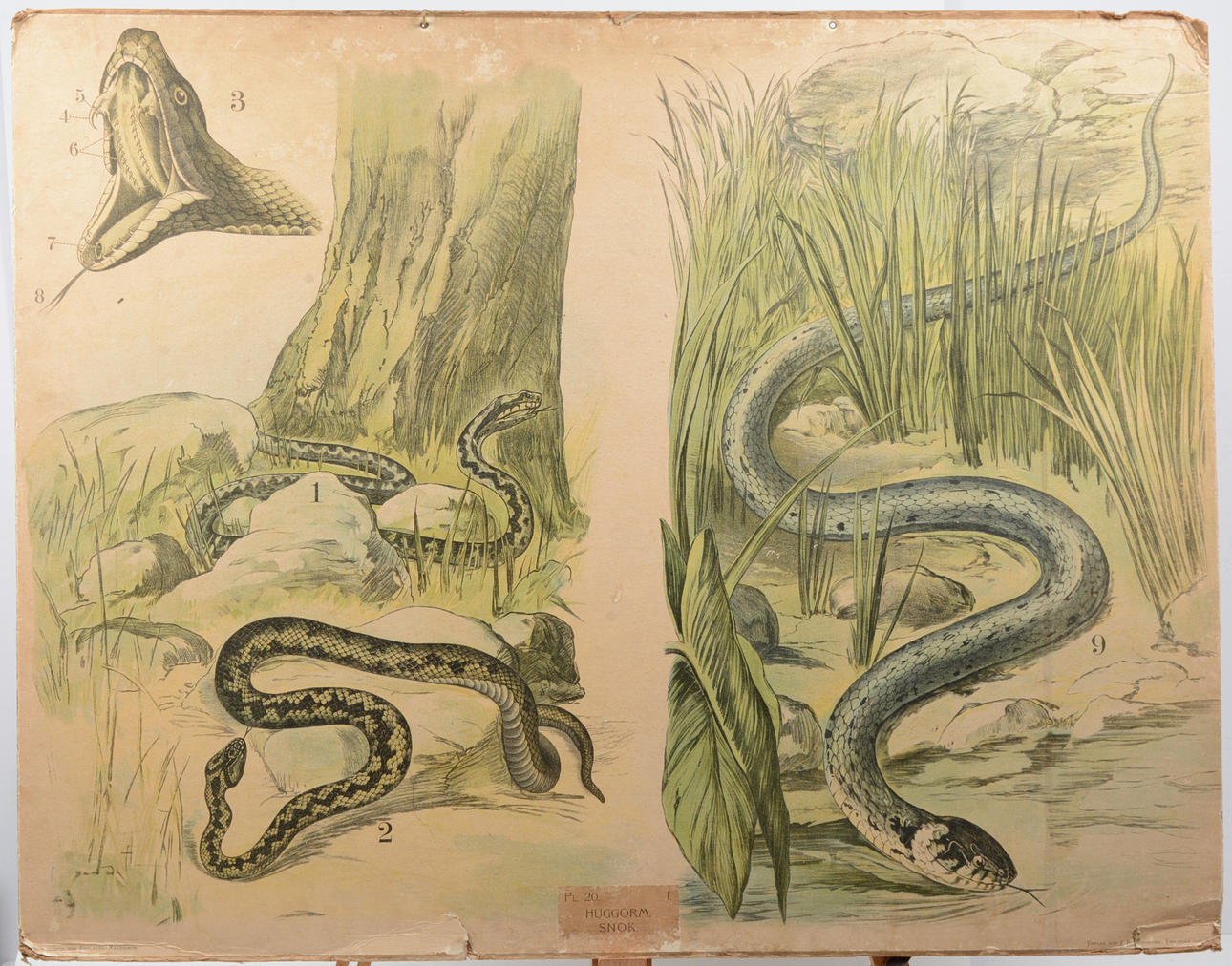 Skolplansch - Huggorm & Snok.