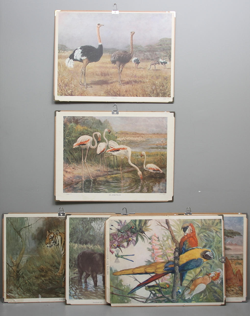 SKOLPLANSCH, 6 st, djur, Norsteds, Stockholm.