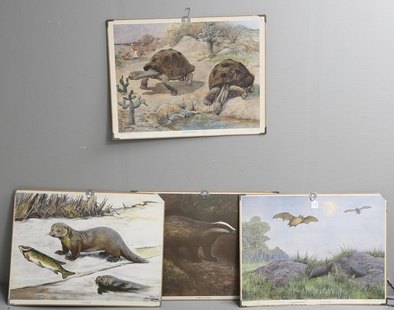 SKOLPLANSCH, 4 st, "sköldpadda", "grävling", "utter" samt "fladdermus och mullvad".